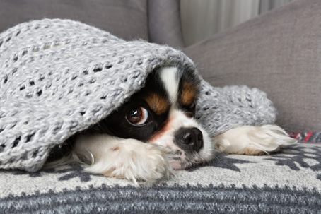 dog under blanket